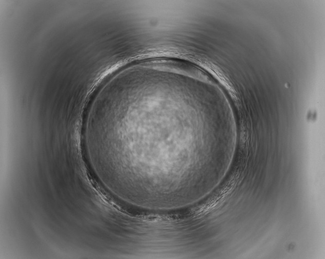 X0000099450434200805091509