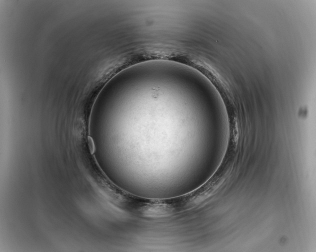 X0000099450459200805091509