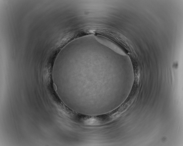 X0000099450460200805091509