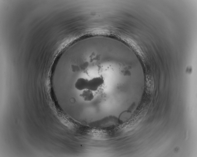 X0000099450487200805091509