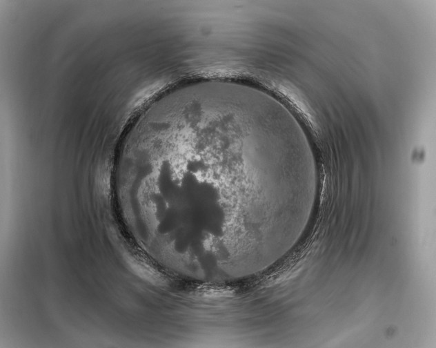 X0000099450491200805091509