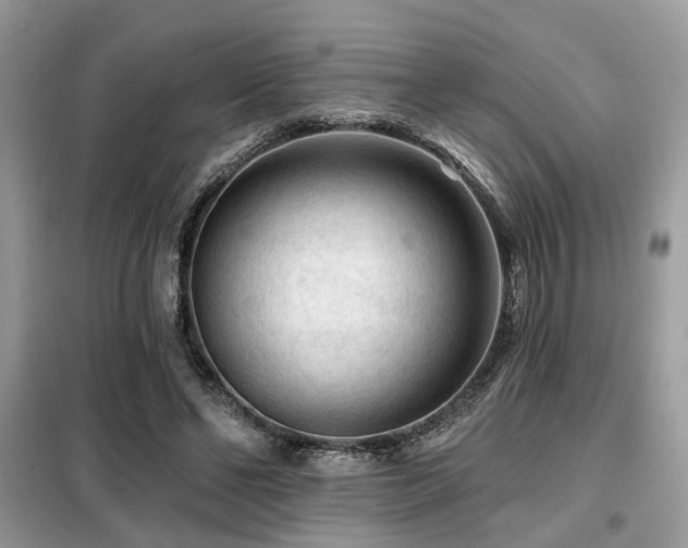 X0000099450494200805091509