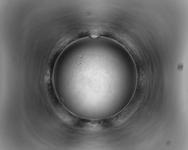 X0000099450502200805091508
