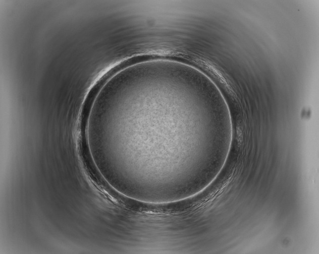X0000099450532200805091508