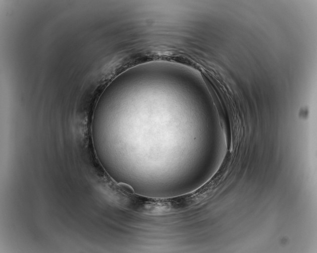 X0000099450559200805091508