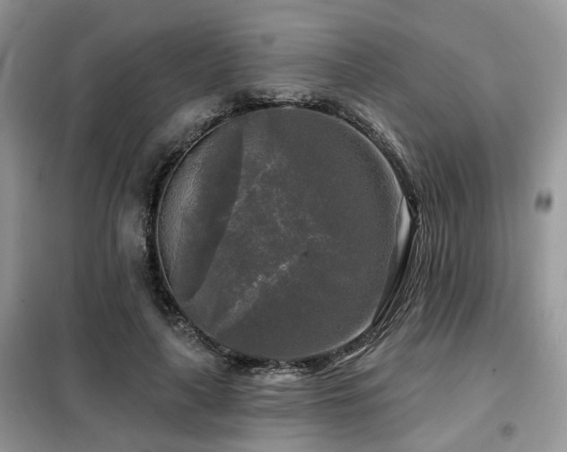 X0000099450643200805091506