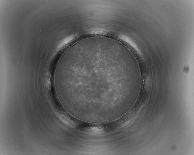 X0000099450692200805091506