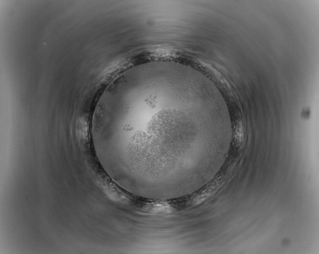 X0000099450715200805091506