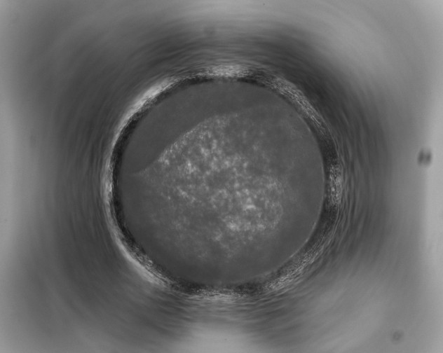 X0000099450726200805091505