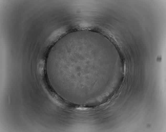 X0000099450742200805091505