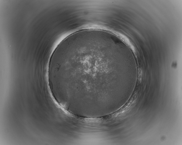 X0000099450863200805091504