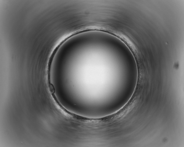 X0000099450902200805091503
