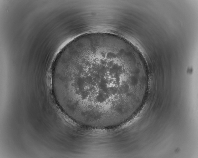 X0000099450925200805091502