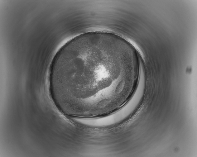 X0000099450983200805091502