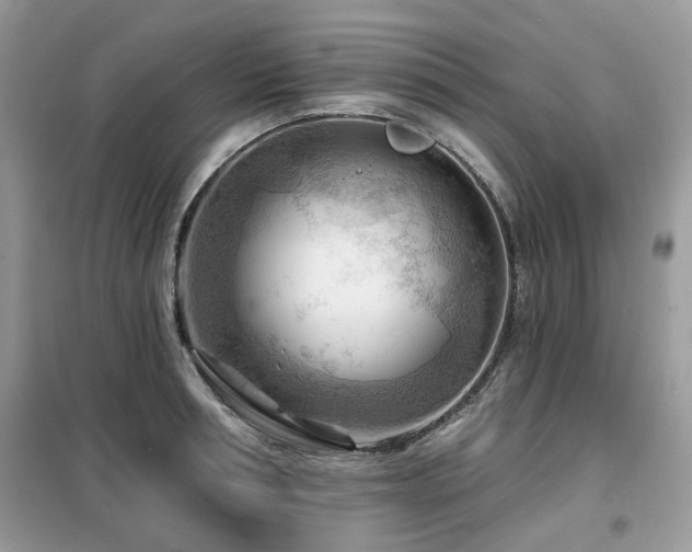 X0000099450994200805091502