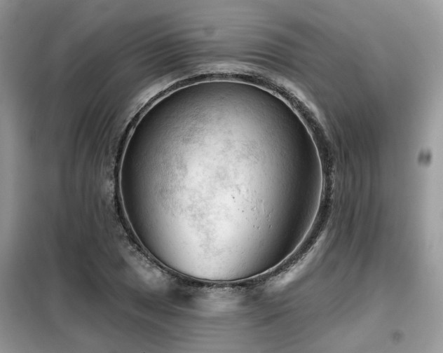 X0000099451025200805091501