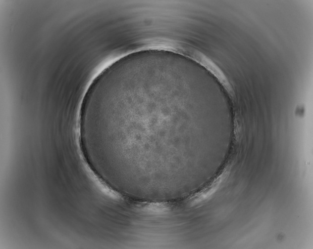 X0000099451028200805091501