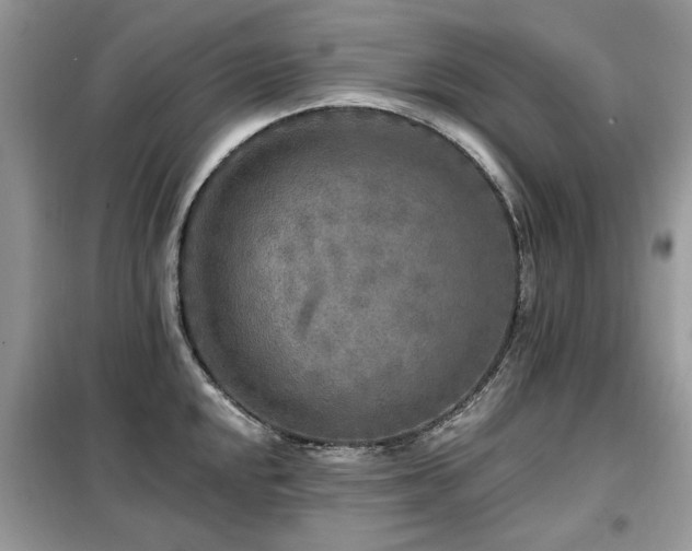 X0000099451048200805091501