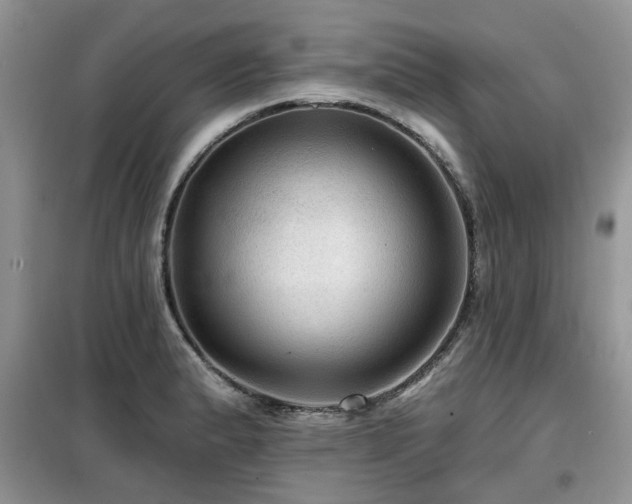 X0000099451183200805091459