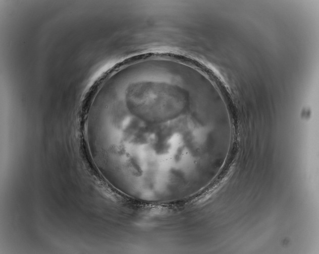 X0000099451263200805091458