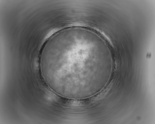 X0000099451266200805091458