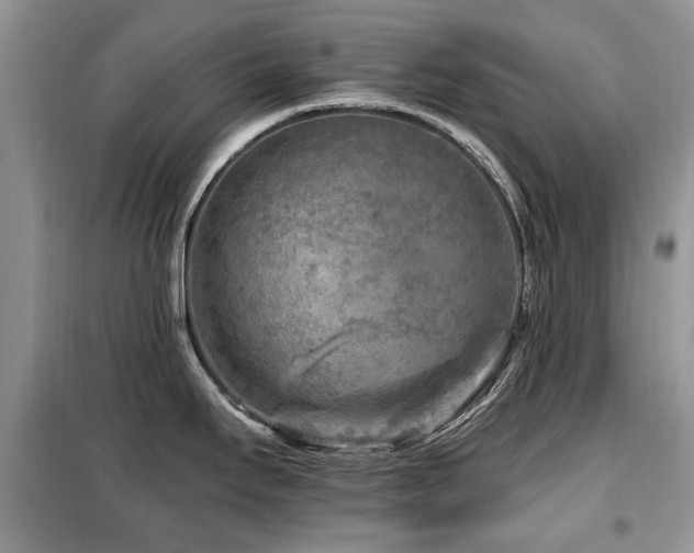 X0000099451295200805091458