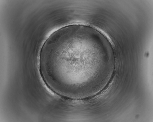 X0000099451383200805091456
