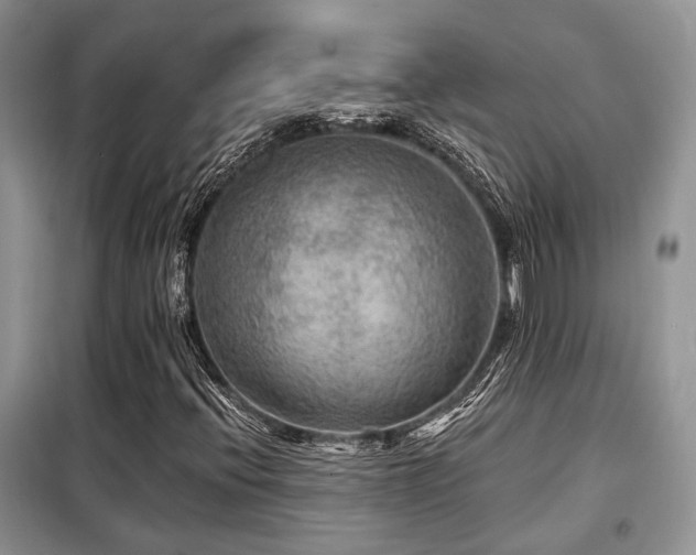 X0000099451396200805091456