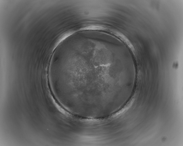 X0000099451425200805091456
