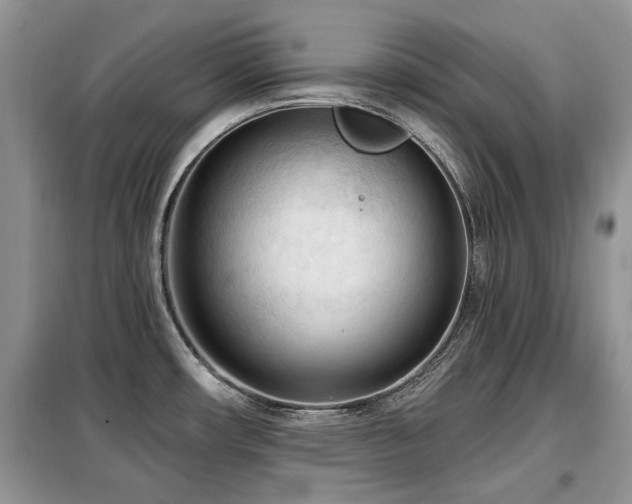 X0000099451482200805091455