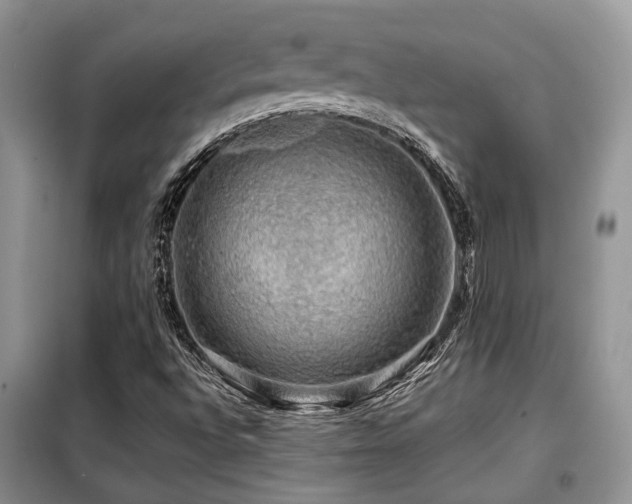 X0000099451496200805091454