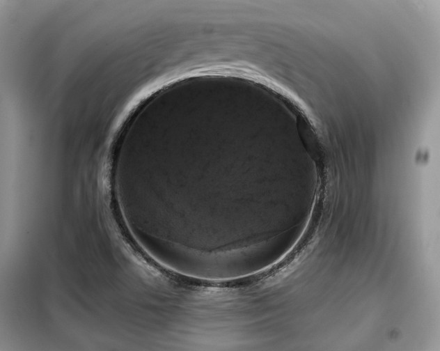 X0000099451506200805091455