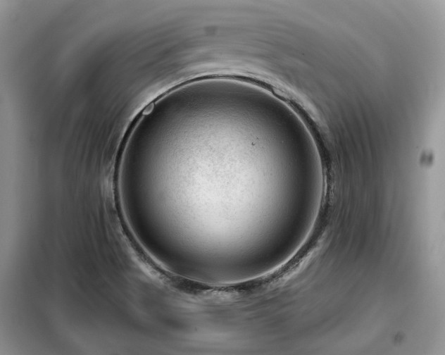 X0000099451513200805091455