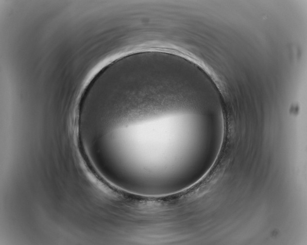 X0000099451515200805091455