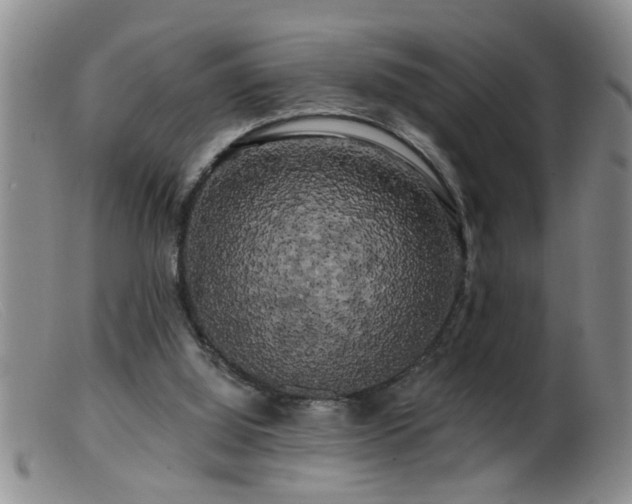 X0000099450060200805161032