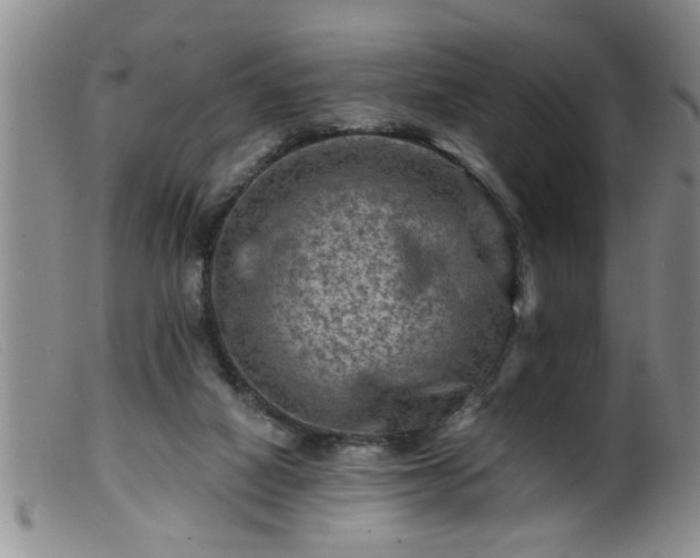 X0000099450066200805161032