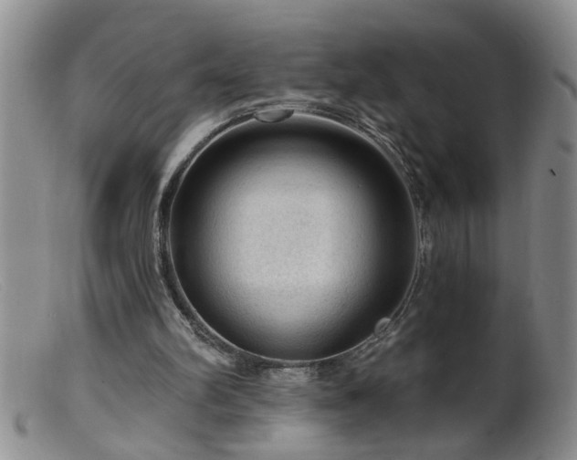 X0000099450102200805161032