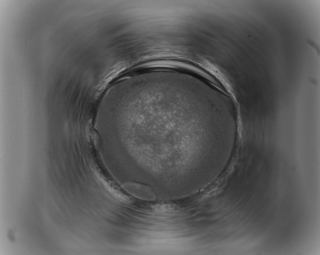 X0000099450105200805161032