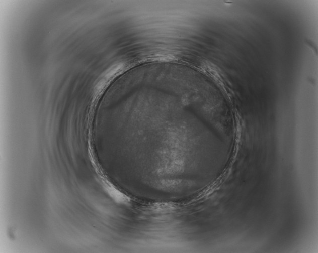 X0000099450145200805161030