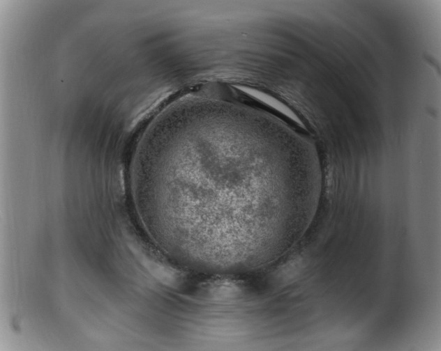 X0000099450254200805161029