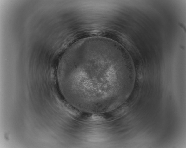 X0000099450270200805161029