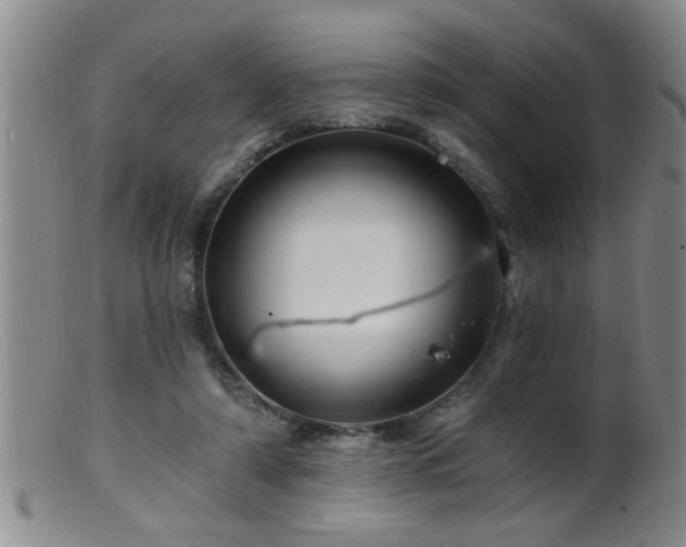 X0000099450306200805161029