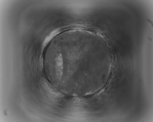 X0000099450343200805161027