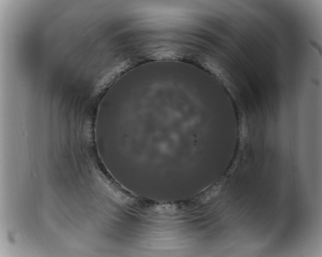 X0000099450353200805161028