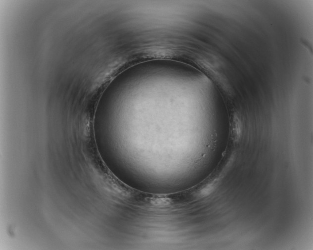 X0000099450355200805161028