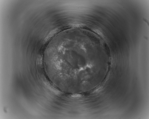 X0000099450357200805161028