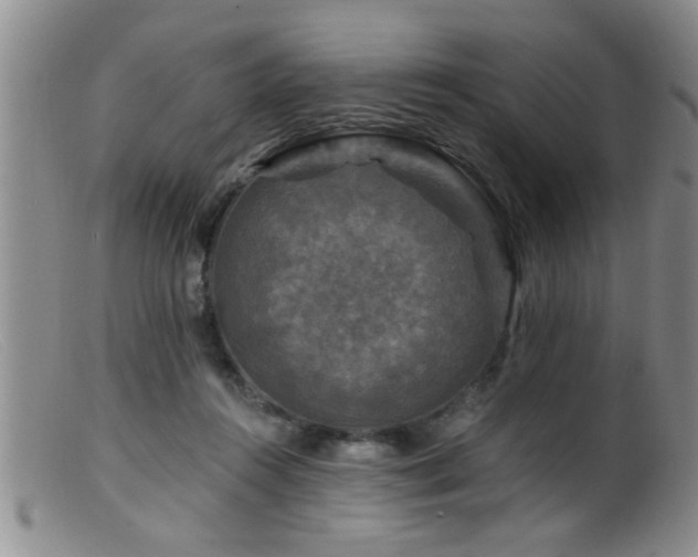 X0000099450360200805161028