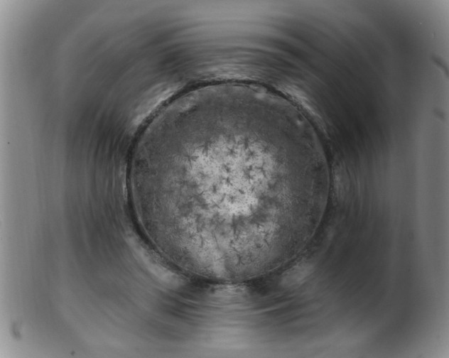 X0000099450398200805161027