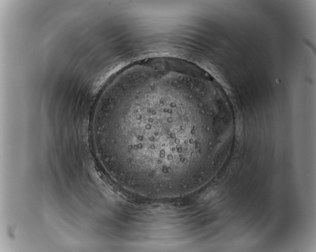 X0000099450434200805161026