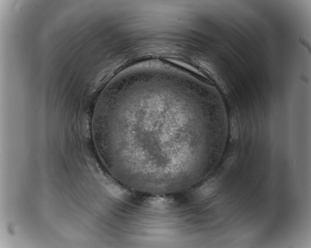 X0000099450453200805161026